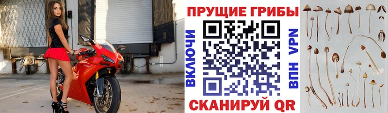 как найти   Нефтекамск  Галлюциногенные грибы прущие грибы 